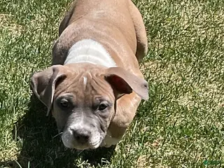 Mixed Breed dogs Staffshire terrier,American bully #7 - Ad 13