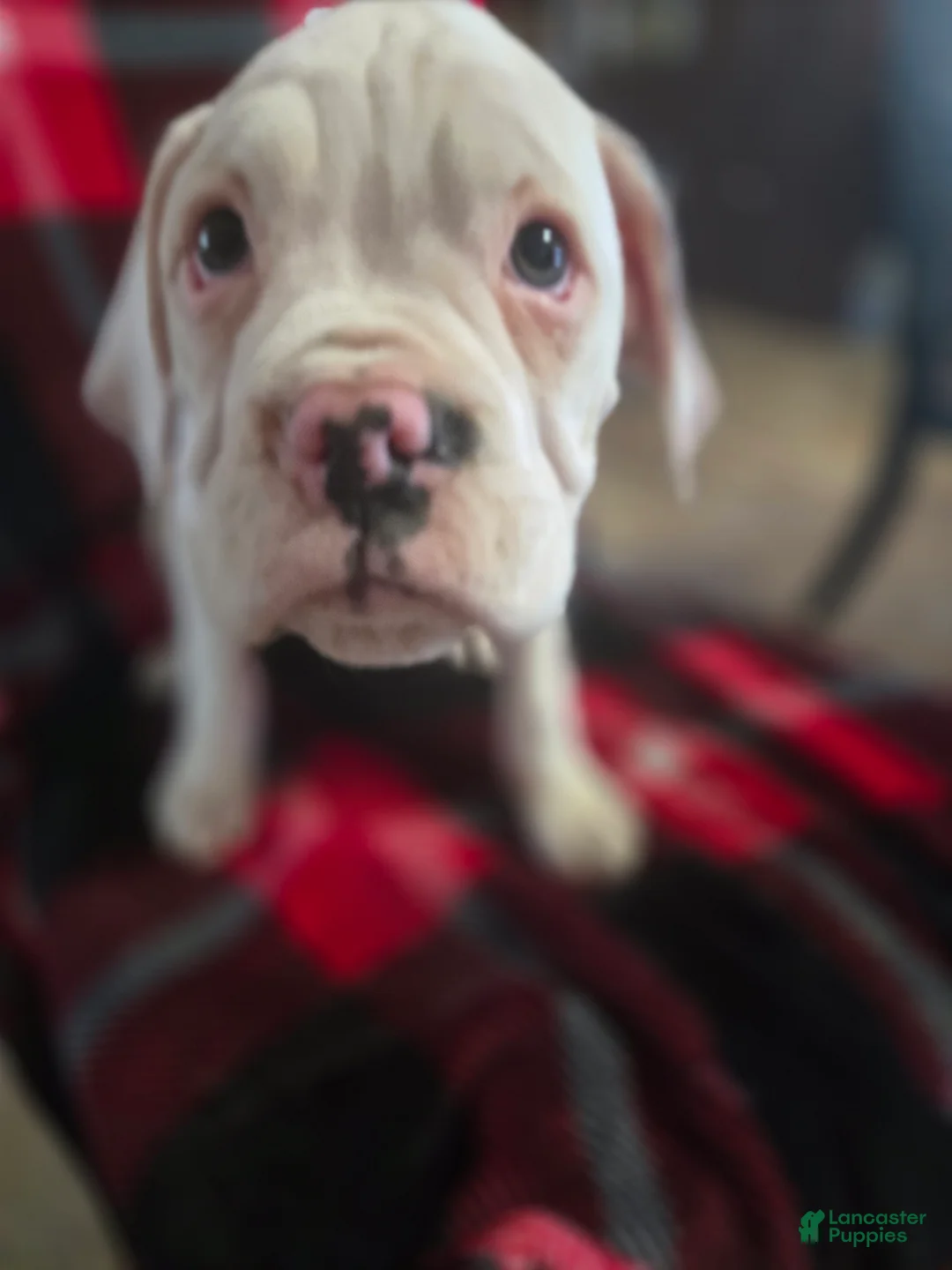 Boxer dogs for sale: Sam - Ad 5