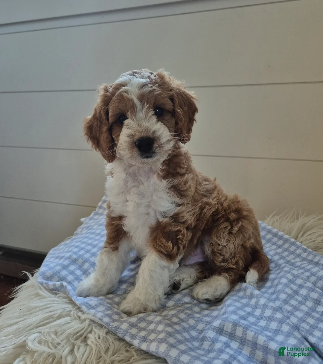 Cockapoo dogs for sale: Blaze - Ad 2