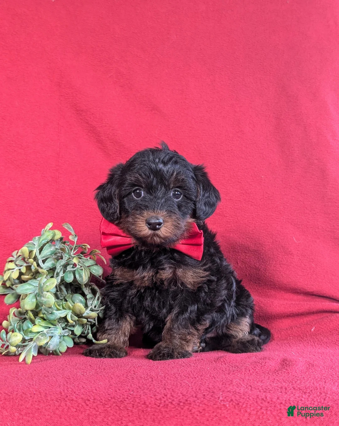 Yorkiepoo dogs for sale: Hugh 6 lbs Full Grown - Ad 1