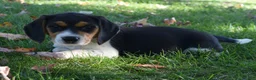 Beagle dogs for sale: Kaisley  - Ad 3