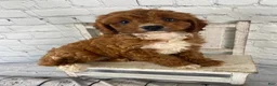 Cavapoo dogs for sale: Bentley - Ad 12