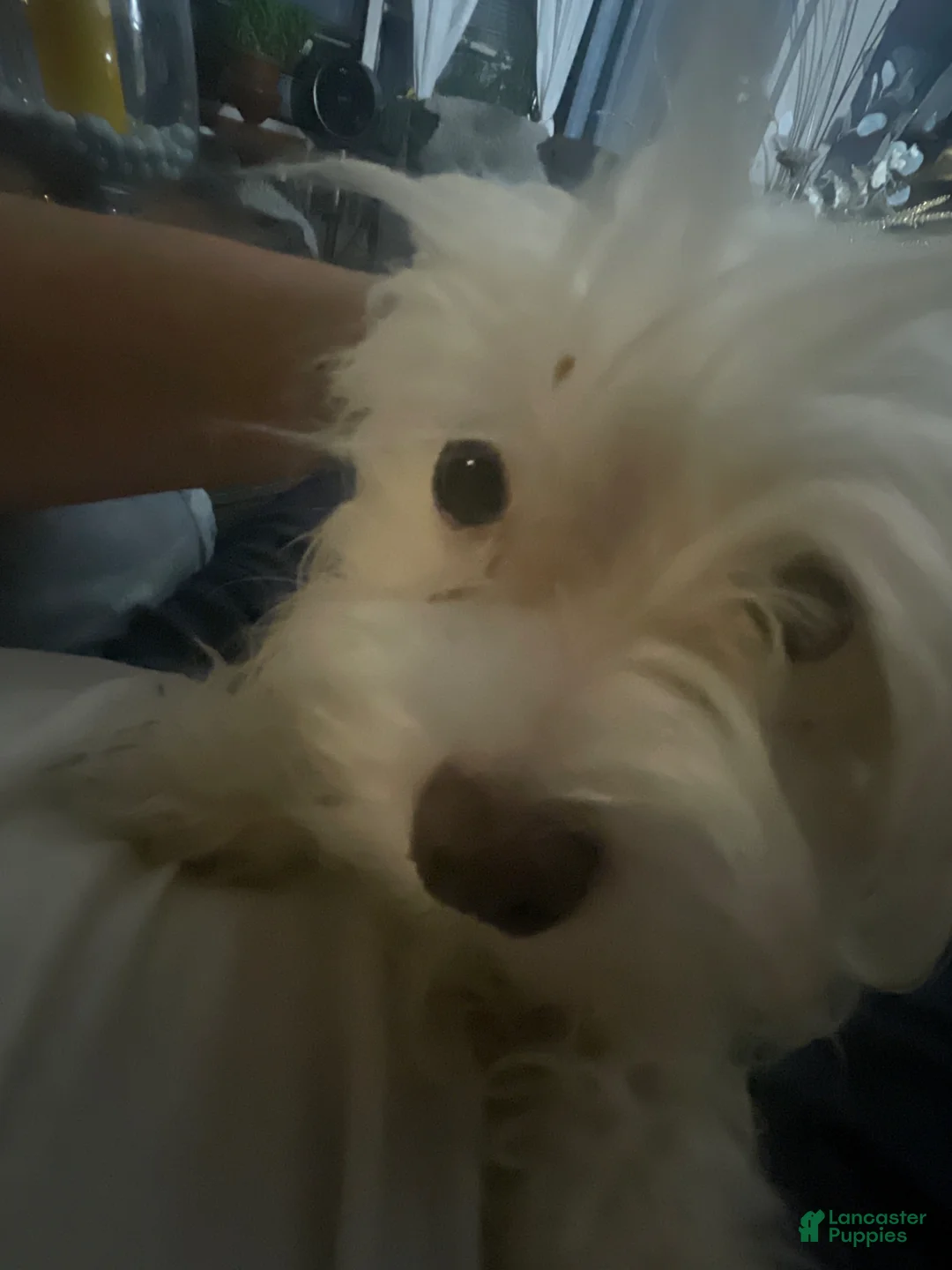 Maltese dogs for sale: Lola - Ad 2
