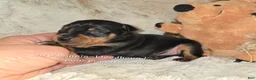 Miniature Pinscher dogs for sale: AKC Carter - Ad 5
