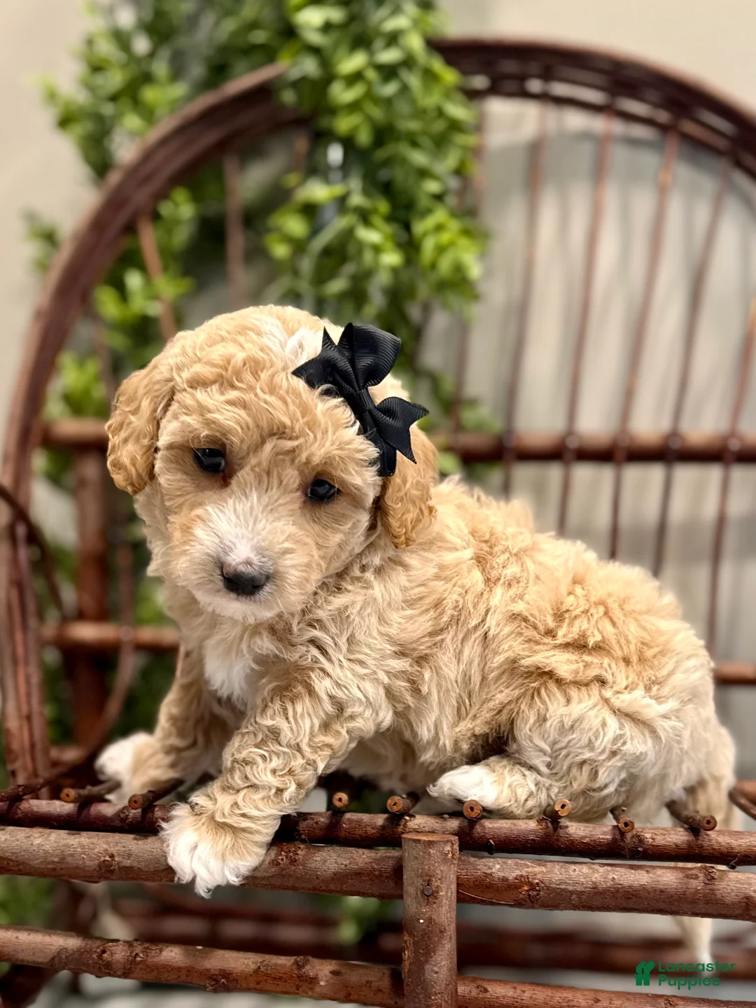 Mini Goldendoodle dogs for sale: Ozzy - Ad 1