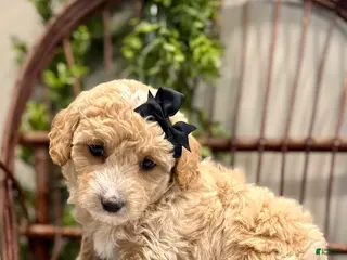 Mini Goldendoodle dogs Ozzy - Ad 6