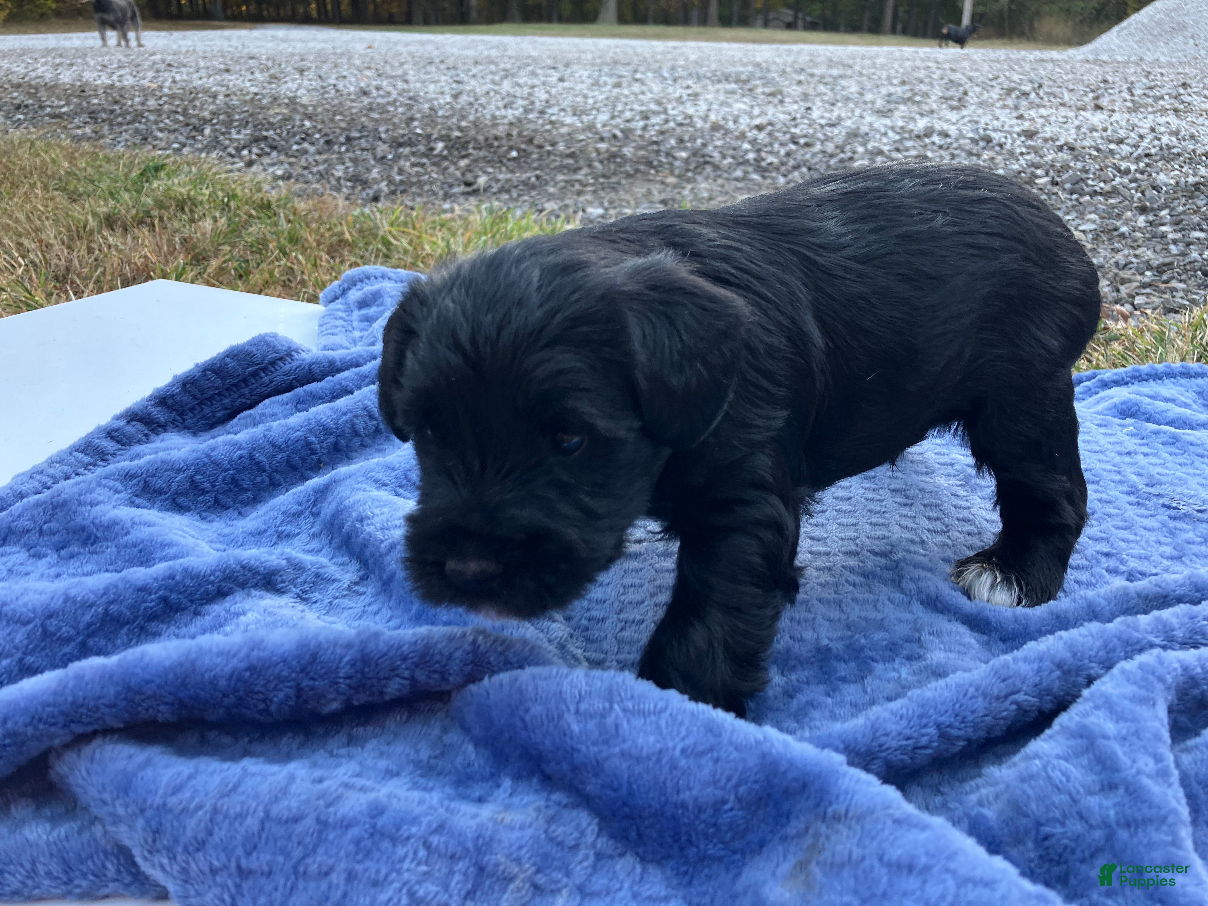 Miniature Schnauzer dogs for sale: Axel - Ad 2
