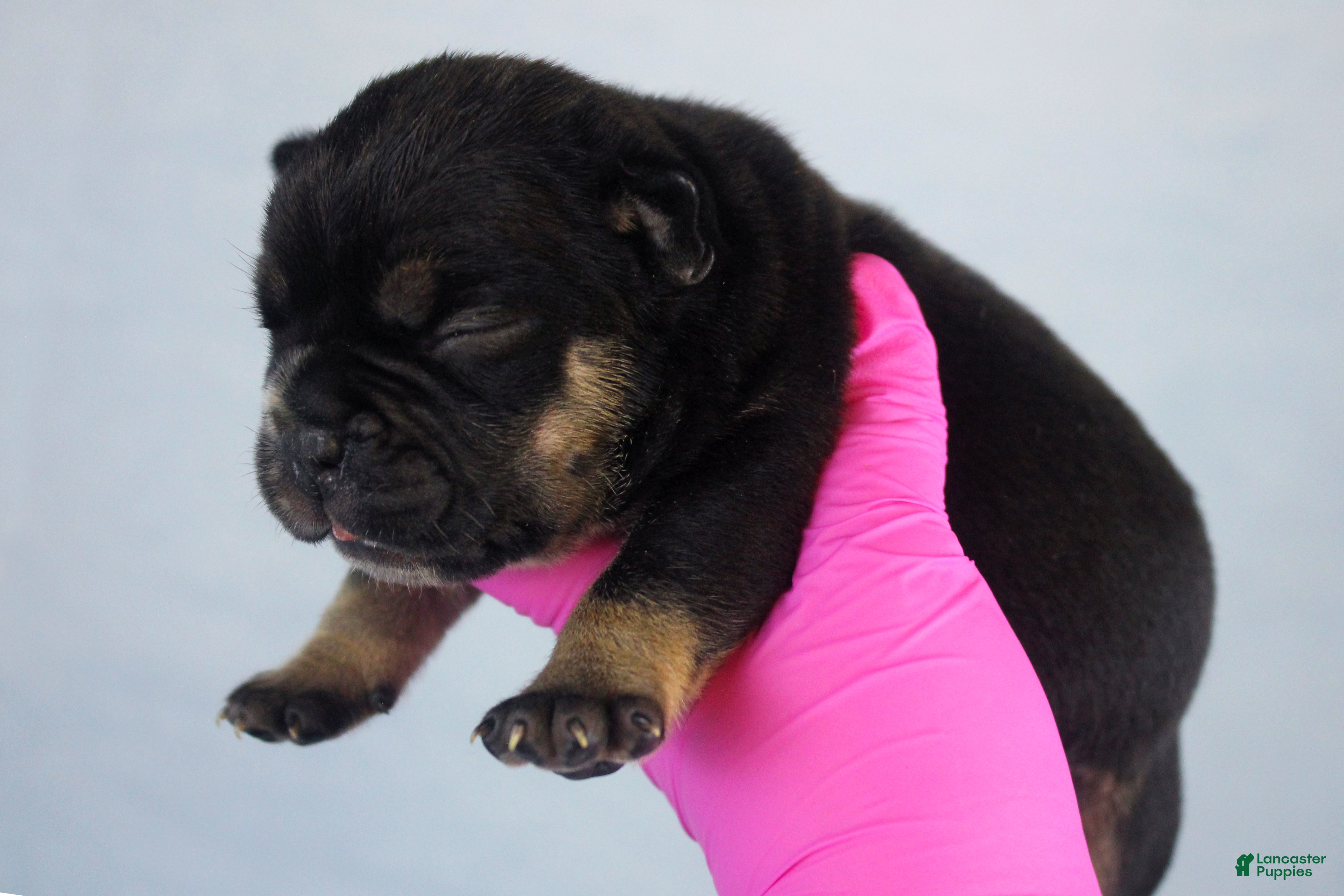 American Bully dogs Black Tri Female - Ad 1