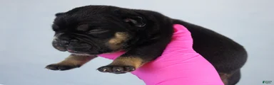Black Tri Female