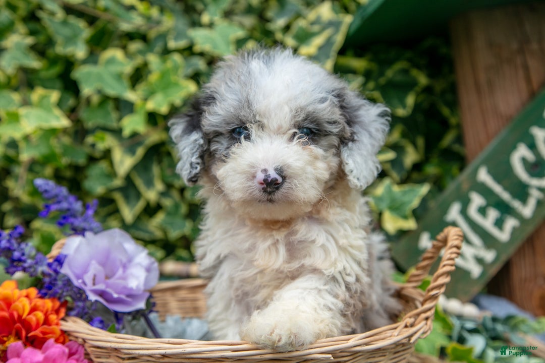 Miniature Poodle dogs for sale: Bobby - Ad 3