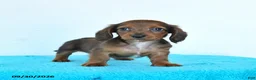 Miniature Dachshund dogs for sale: Cricket - Ad 4