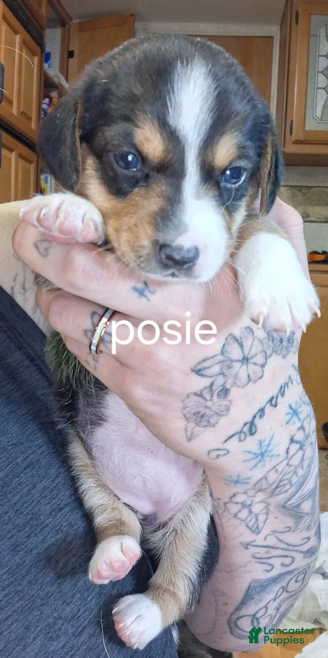 Mixed Breed dogs for sale: Posie  - Ad 2