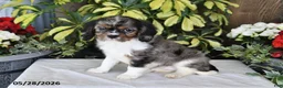Cavalier King Charles Spaniel dogs for sale: Roxie - Ad 4