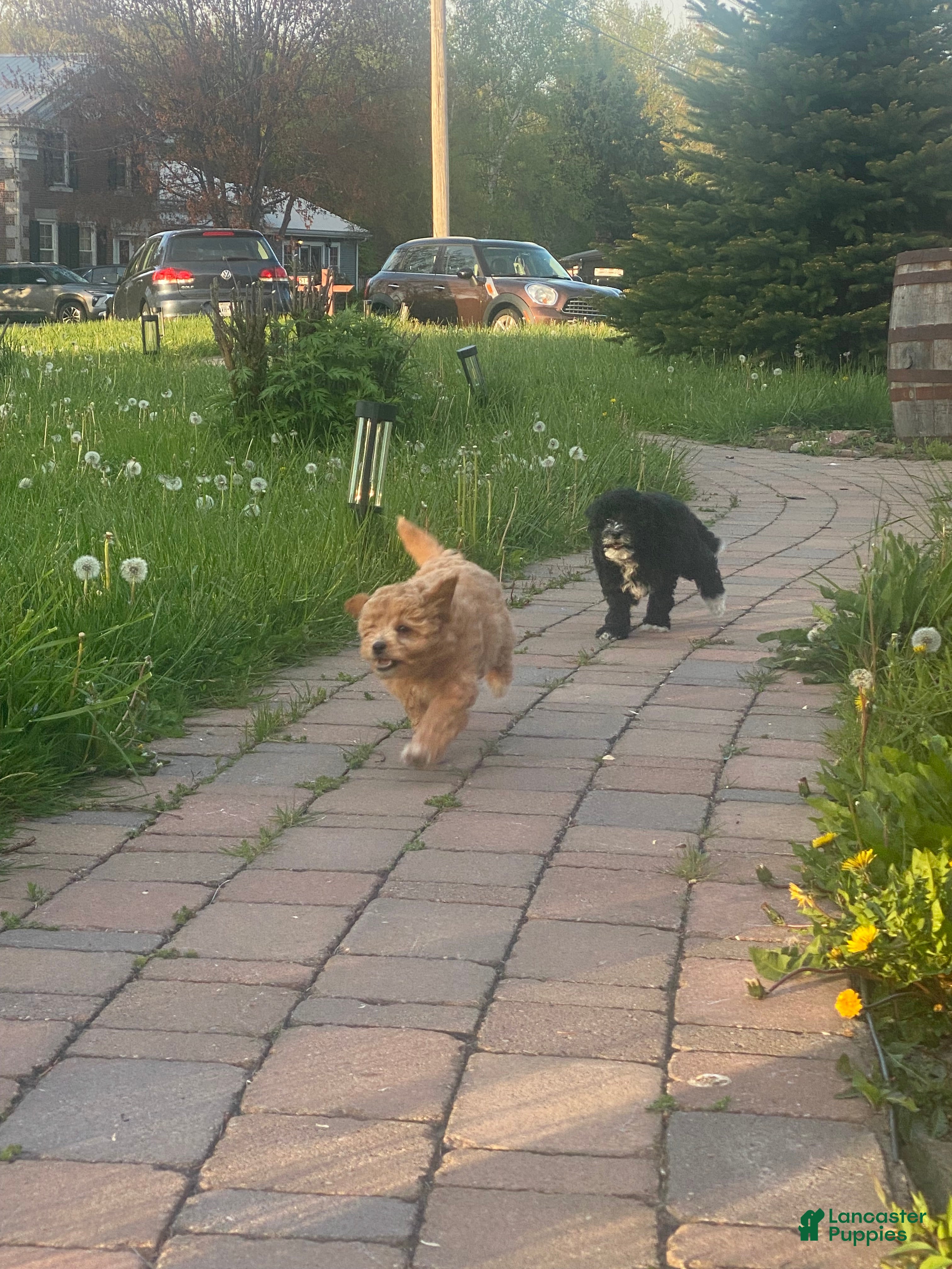 Mini Goldendoodle dogs Queen Callie Ann - Ad 2