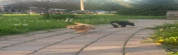 Mini Goldendoodle dogs for sale: Queen Callie Ann - Ad 2