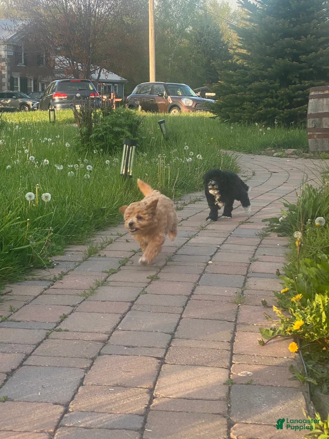 Mini Goldendoodle dogs for sale: Queen Callie Ann - Ad 2