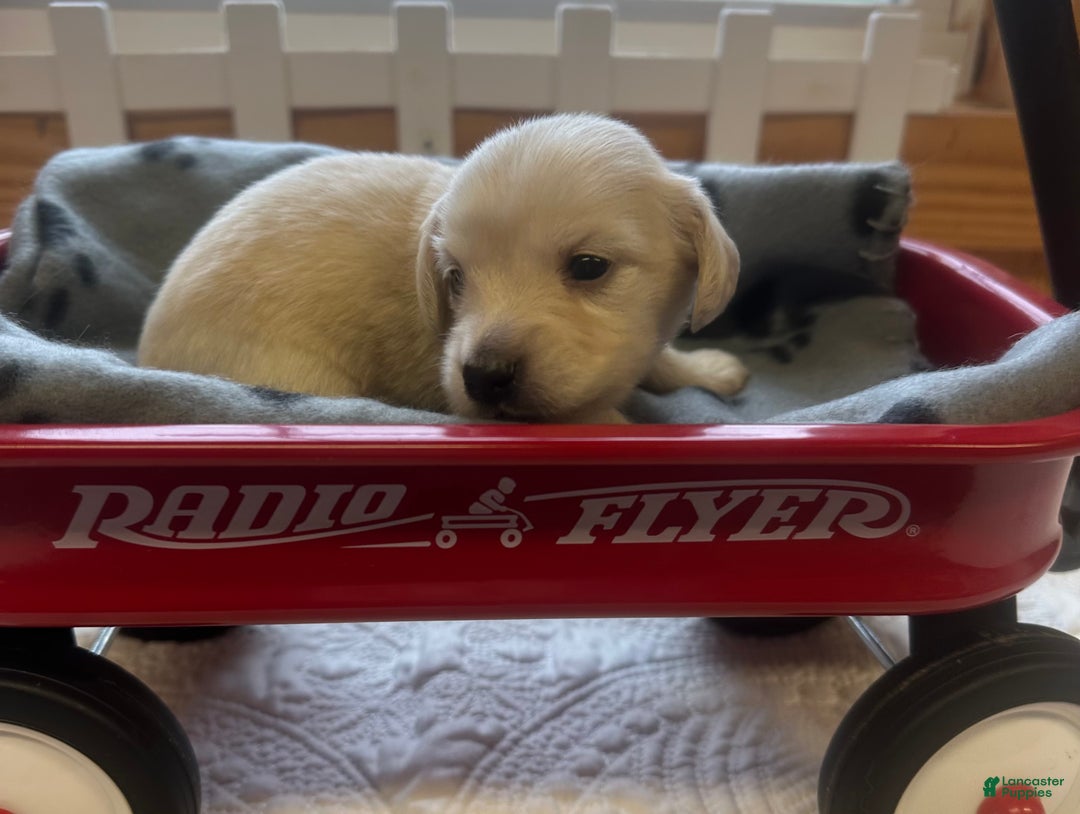 Miniature Dachshund dogs for sale: Leah - Ad 12