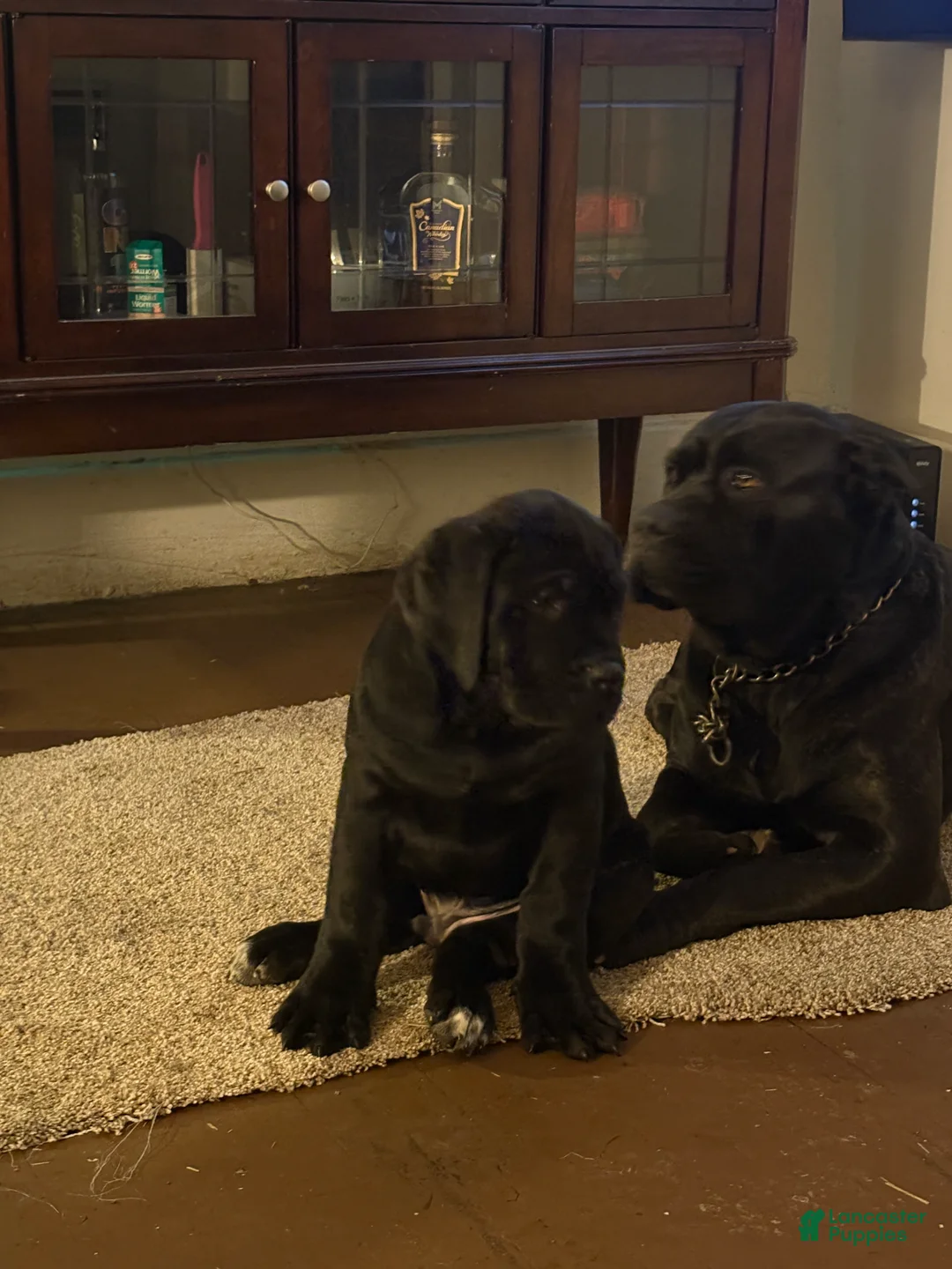Cane Corso dogs for sale: Cane Corso Puppy 2 - Ad 4