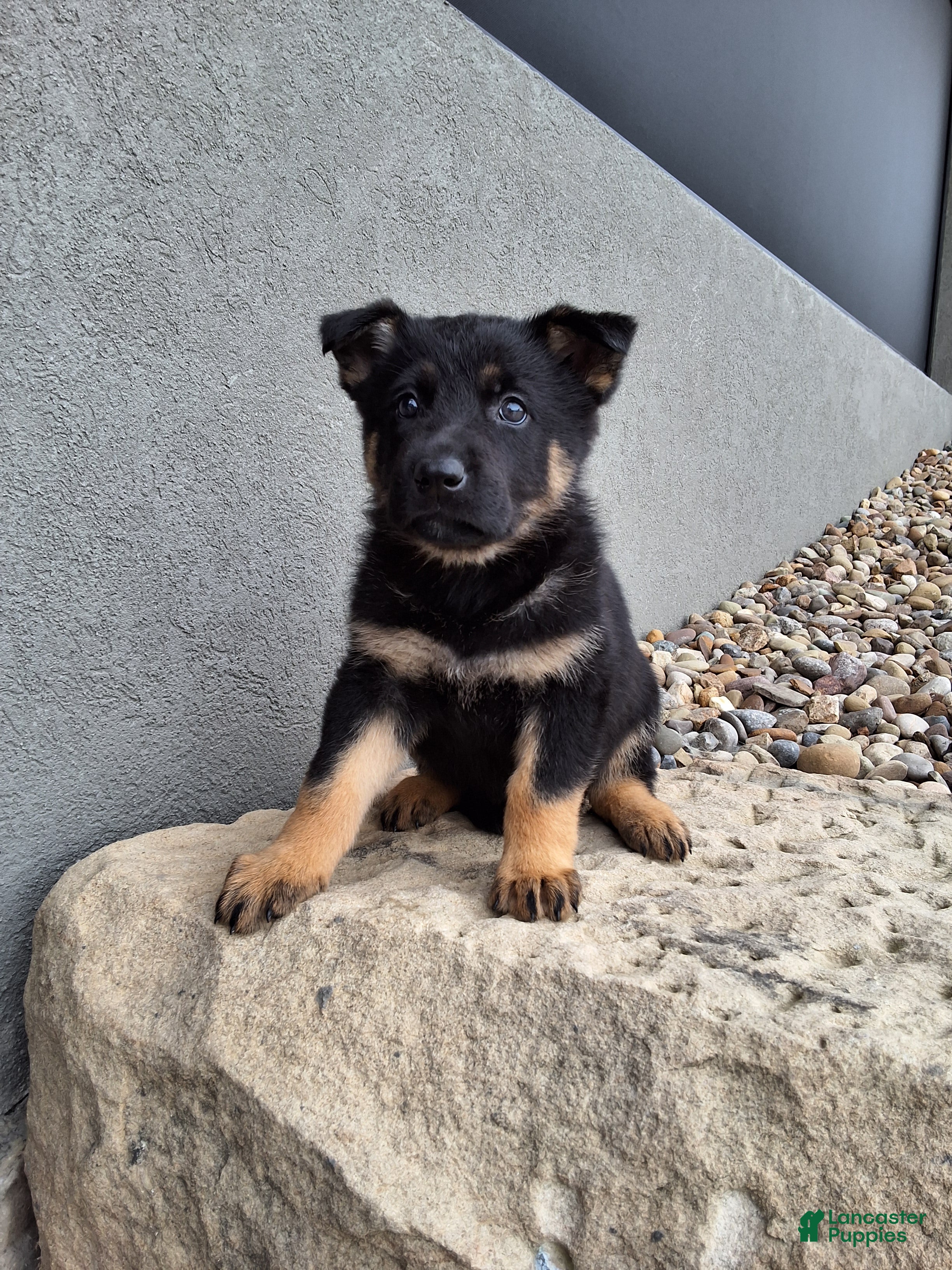 German Shepherd dogs Phoebe  - Ad 2