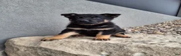 German Shepherd dogs for sale: Phoebe  - Ad 2