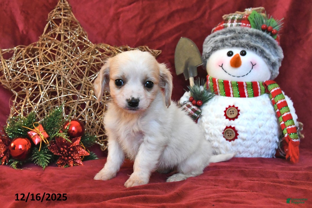 Cavachon dogs for sale: Pedro - Ad 2