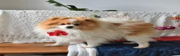 Pomeranian dogs for sale: Stormy - Ad 8
