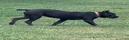 Cane Corso dogs for sale: Destiny - Ad 4