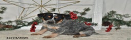 Australian Cattle Dog dogs for sale: Roscoe - Ad 3