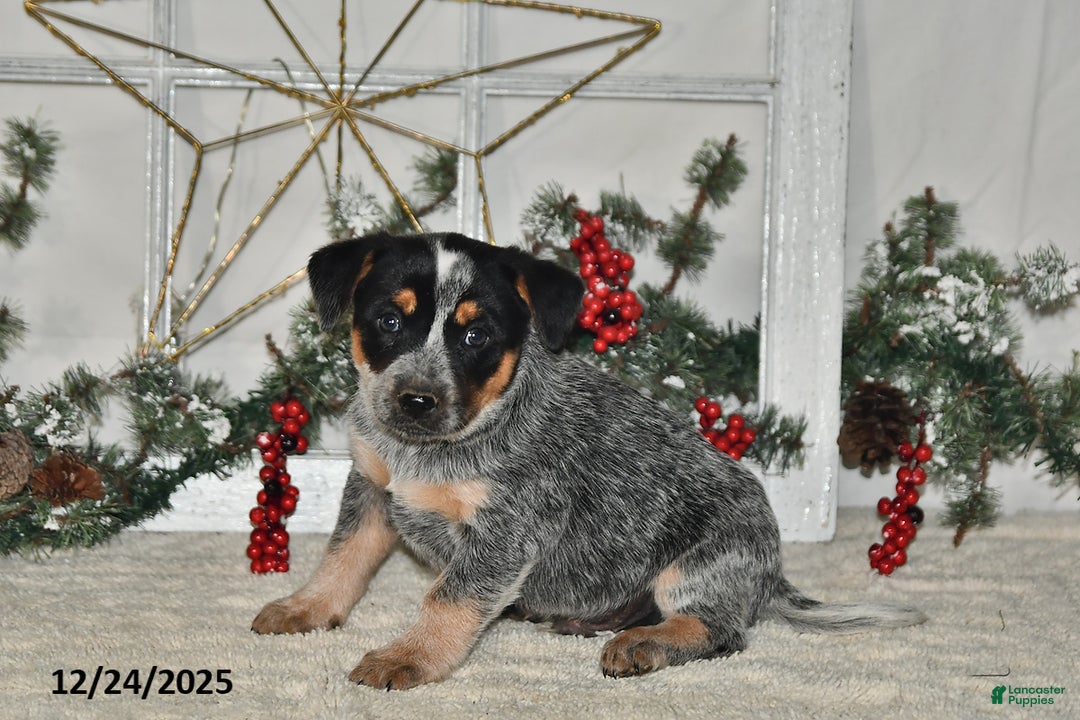 Australian Cattle Dog dogs for sale: Roscoe - Ad 3