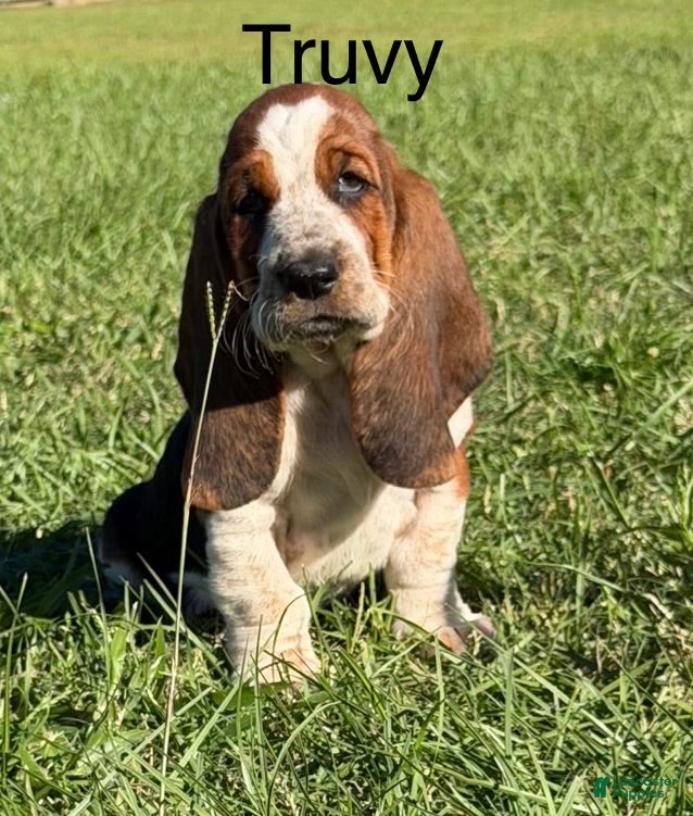Basset Hound dogs for sale: Truvy - Ad 1