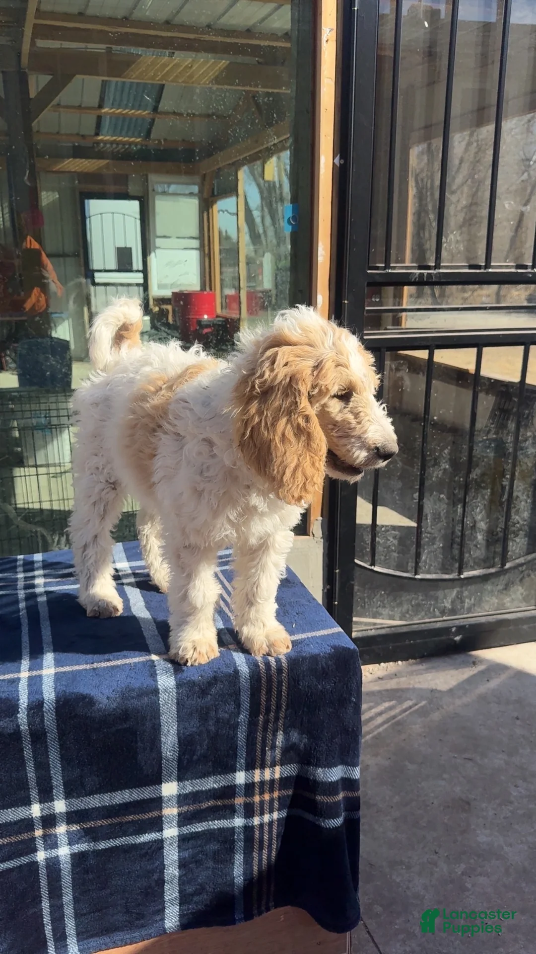 Goldendoodle dogs for sale: Lalita - Ad 4