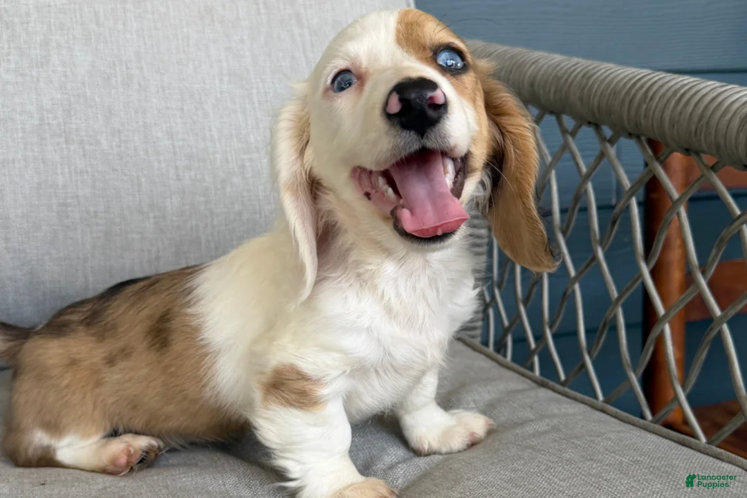 Miniature Dachshund dogs for sale: Marble - Ad 1