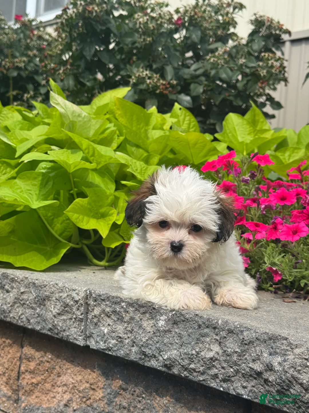 Shihpoo dogs for sale: Xena - Ad 2