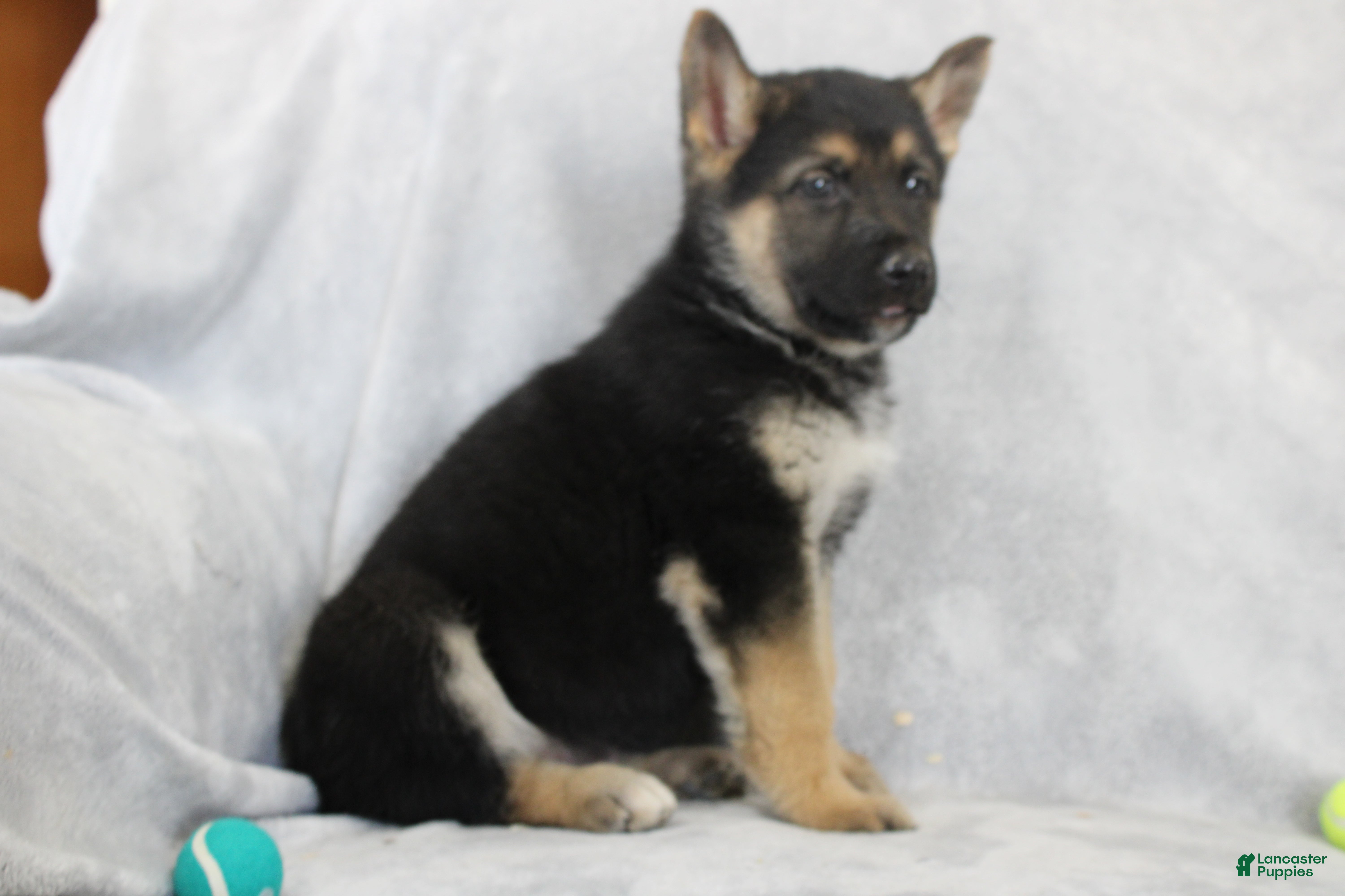 German Shepherd dogs Cooper - Ad 2
