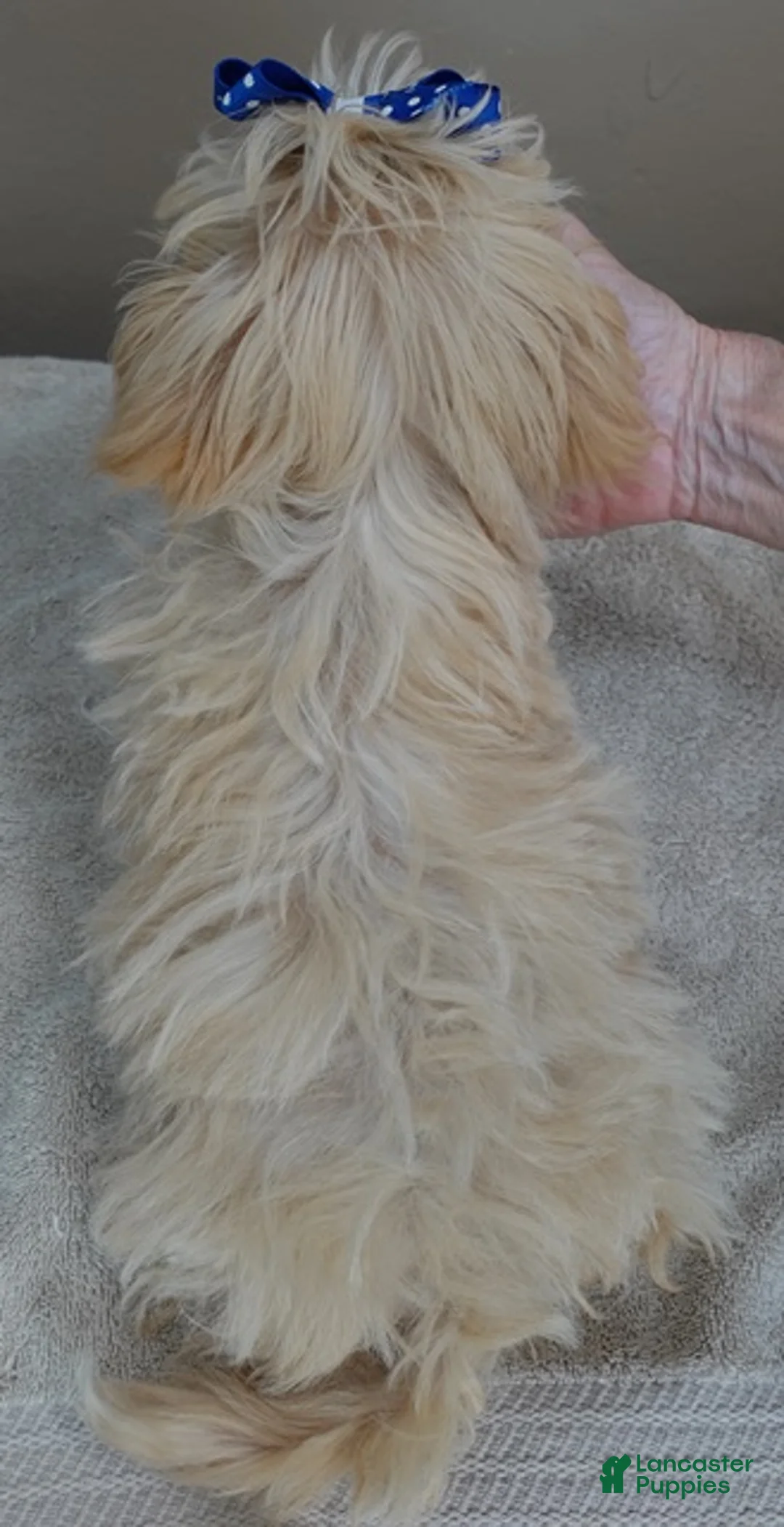 Maltipoo dogs for sale: MIRACLE HEALED Tiny Kyro 2 lbs 5 ozs  - Ad 14