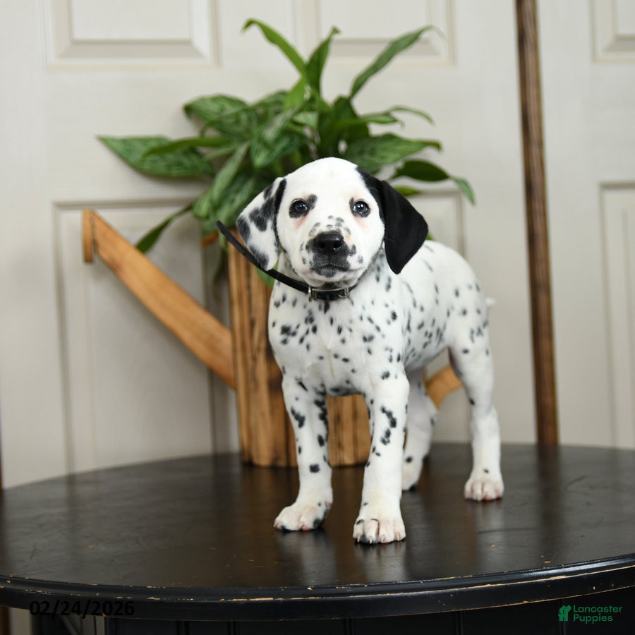 Dalmatian dogs Kassie - Ad 2
