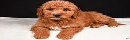 Goldendoodle dogs for sale: Gracie - Ad 4