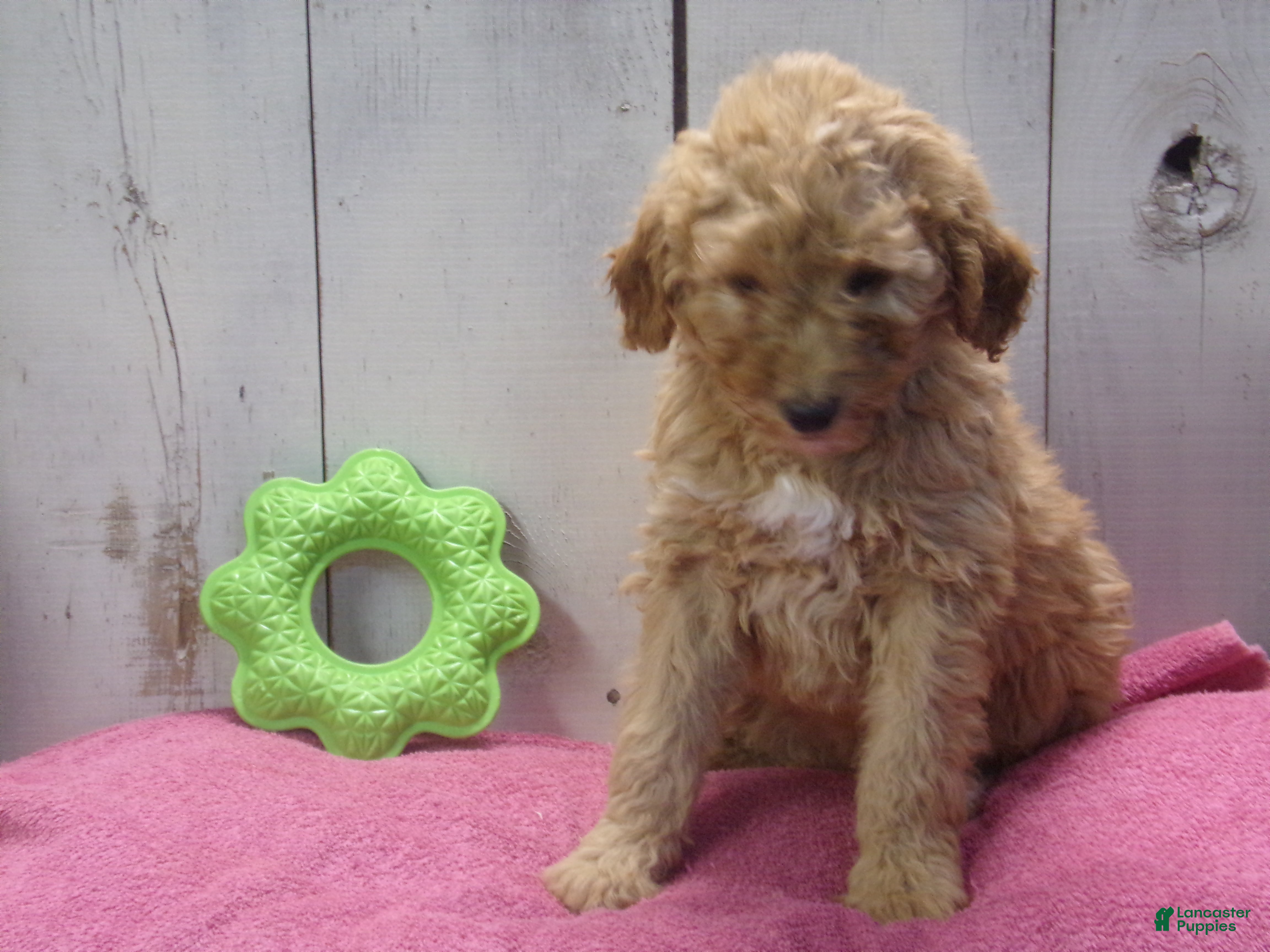 Standard Poodle dogs Edith - Ad 2