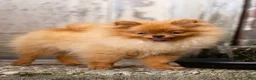 Pomeranian dogs for sale: Ana Nova - Ad 8