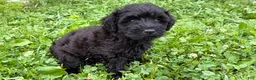 Schnoodle dogs for sale: Mike - Ad 4