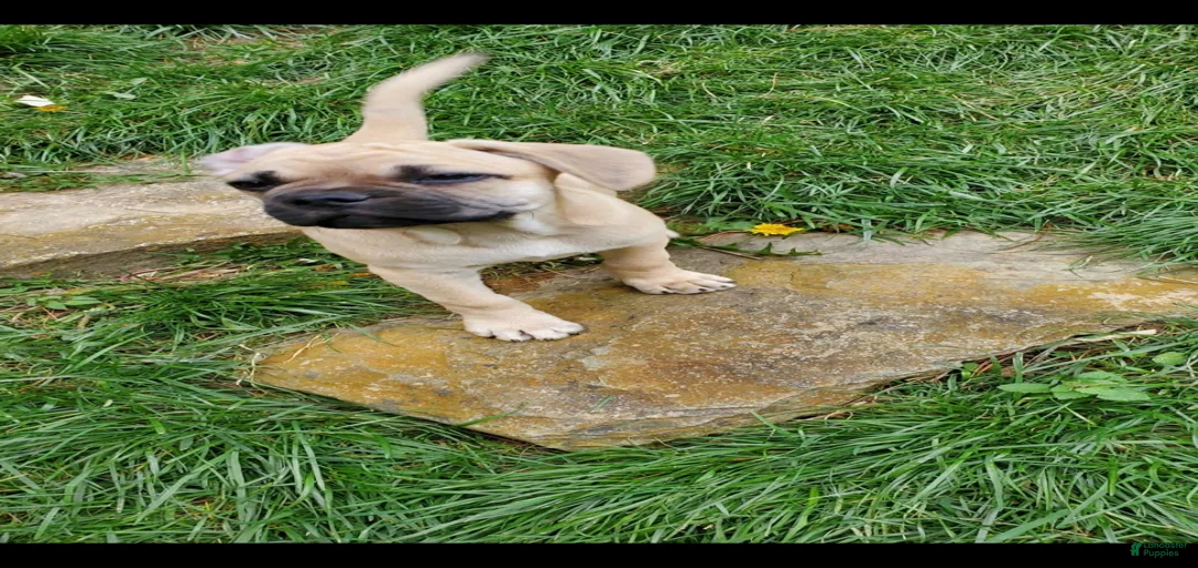 Gallery Image {{count}}