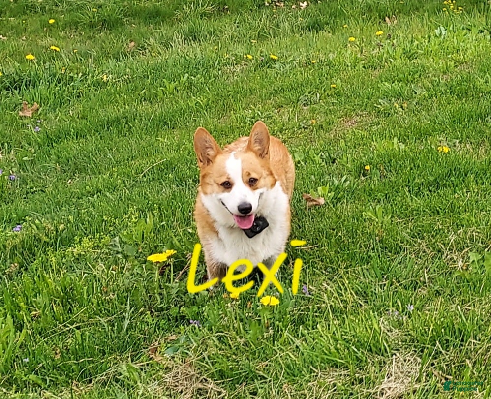 Welsh Corgi Pembroke dogs Betsy - Ad 2