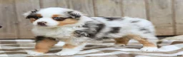 Australian Shepherd dogs for sale: Rover - Ad 7