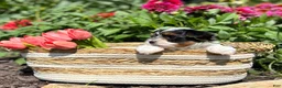 Biewer Terrier dogs for sale: Biewer Terrier 3 - Ad 3