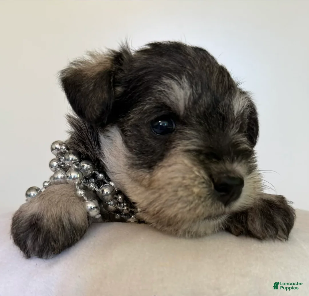 Miniature Schnauzer dogs for sale: Sheba Miniature Schnauzer  - Ad 2
