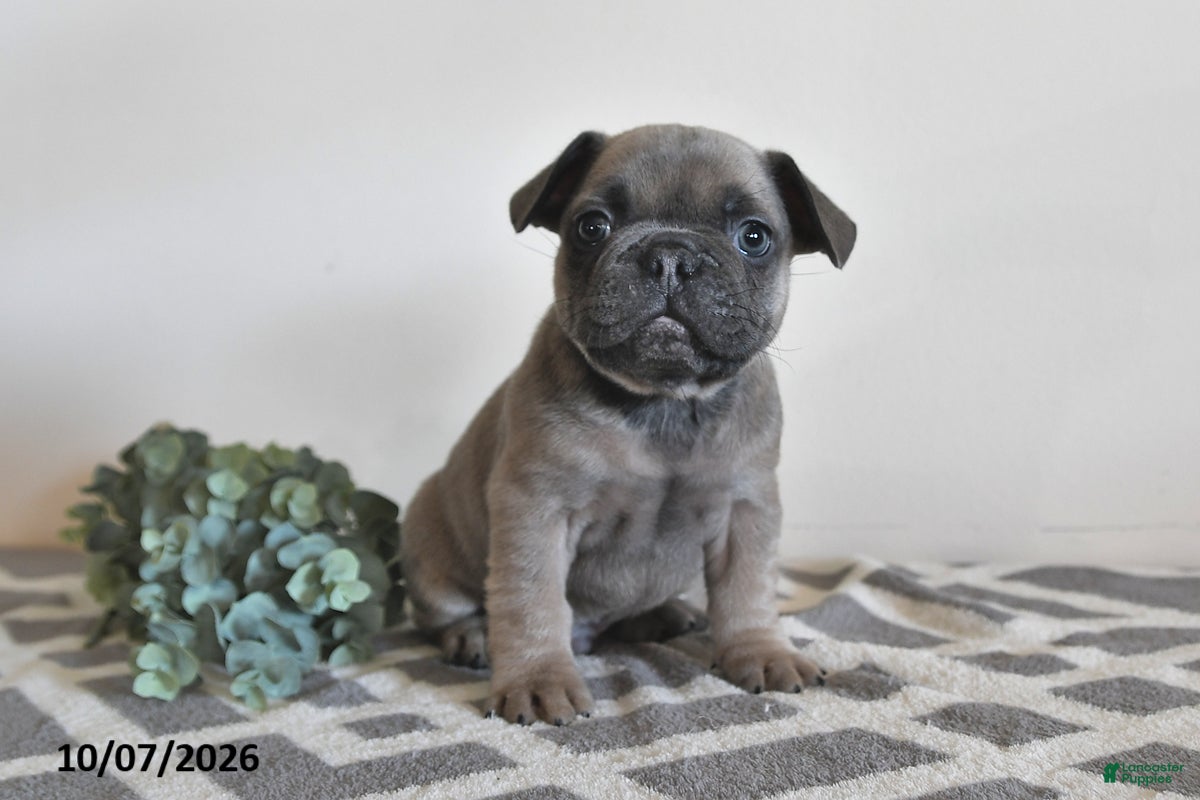 French Bulldog dogs Gary - Ad 2