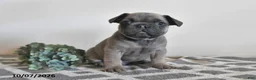 French Bulldog dogs for sale: Gary - Ad 2
