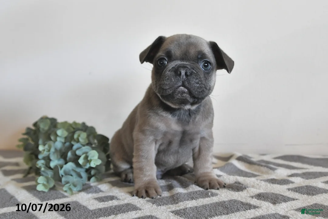 French Bulldog dogs for sale: Gary - Ad 2