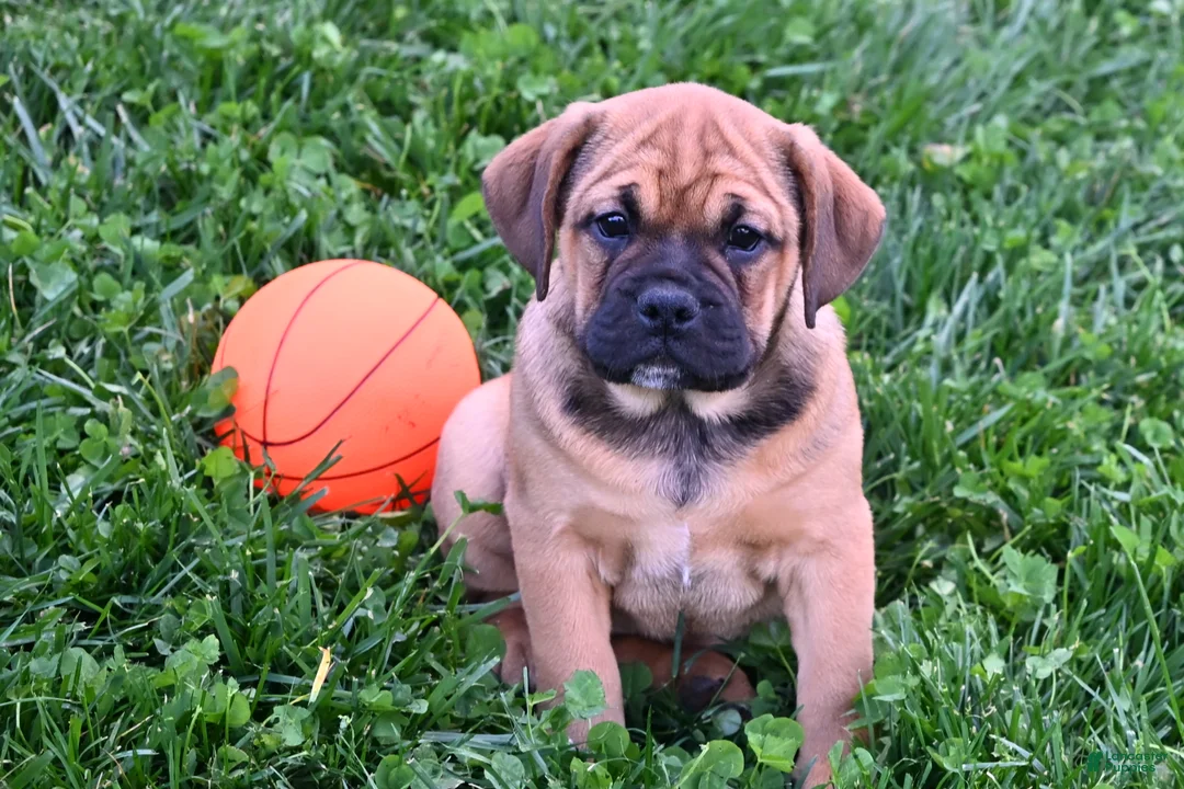 Mixed Breed dogs for sale: Bella - Ad 1