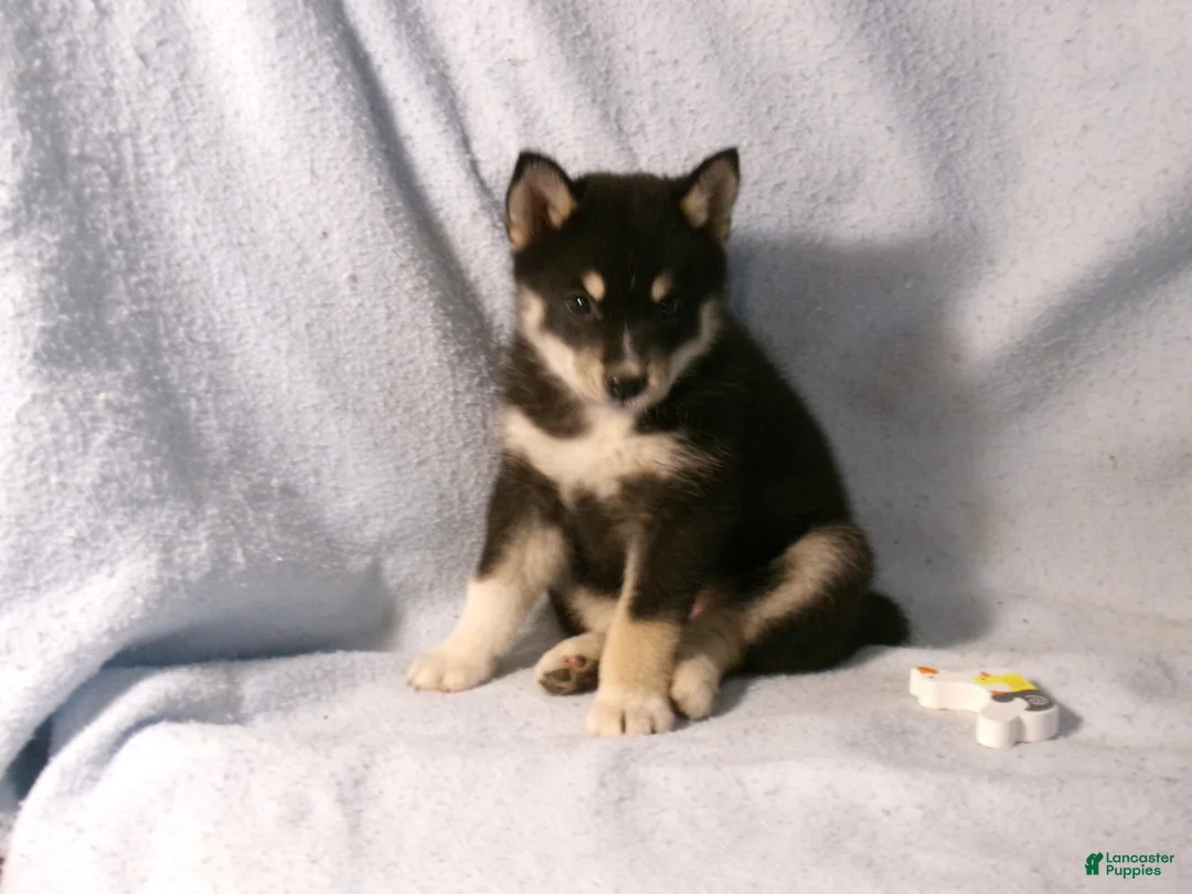 Pomsky dogs for sale: Petunia - Ad 1